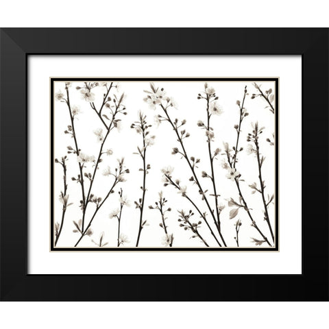 Twigs of Cherry plant Black Modern Wood Framed Art Print with Double Matting by Frank, Assaf