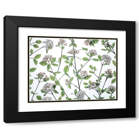Viburnum Juddii flowers Black Modern Wood Framed Art Print with Double Matting by Frank, Assaf