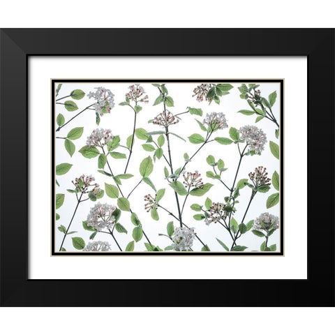 Viburnum Juddii flowers Black Modern Wood Framed Art Print with Double Matting by Frank, Assaf