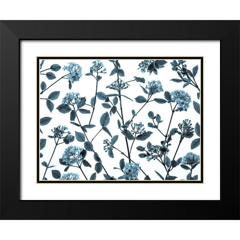 Viburnum Juddii flowers Black Modern Wood Framed Art Print with Double Matting by Frank, Assaf