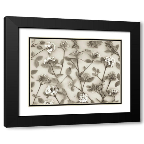 Viburnum Juddii flowers Black Modern Wood Framed Art Print with Double Matting by Frank, Assaf