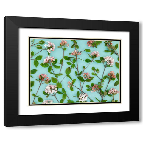 Viburnum Juddii flowers Black Modern Wood Framed Art Print with Double Matting by Frank, Assaf