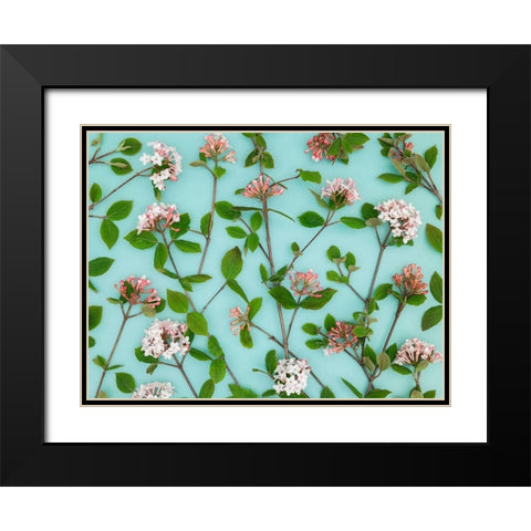 Viburnum Juddii flowers Black Modern Wood Framed Art Print with Double Matting by Frank, Assaf