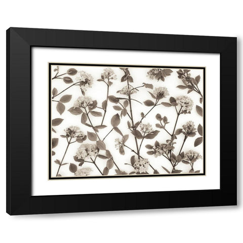 Viburnum Juddii flowers Black Modern Wood Framed Art Print with Double Matting by Frank, Assaf