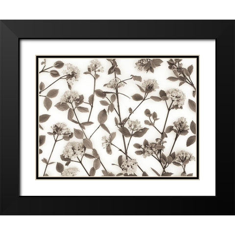 Viburnum Juddii flowers Black Modern Wood Framed Art Print with Double Matting by Frank, Assaf