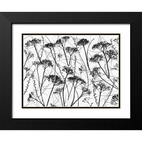 Silhouette of dried plants Black Modern Wood Framed Art Print with Double Matting by Frank, Assaf