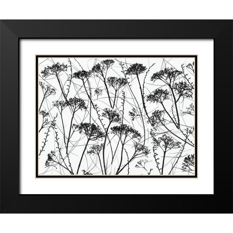 Silhouette of dried plants Black Modern Wood Framed Art Print with Double Matting by Frank, Assaf