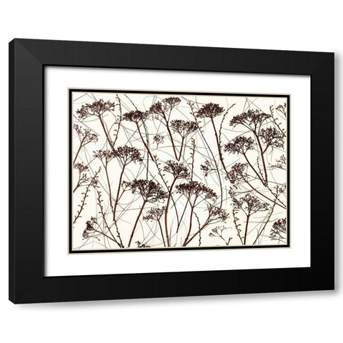 Dried Hydrangea Black Modern Wood Framed Art Print with Double Matting by Frank, Assaf