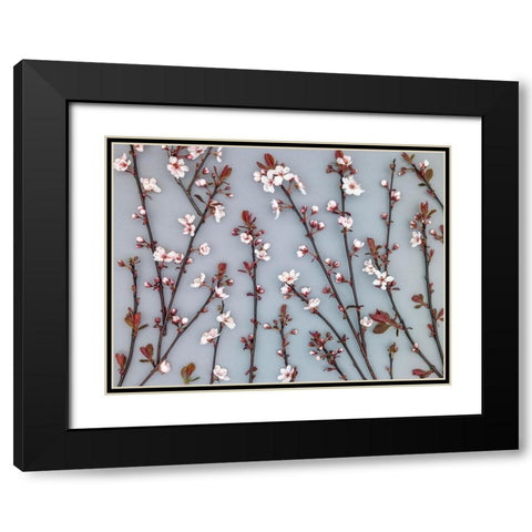 Twigs of Cherry plant Black Modern Wood Framed Art Print with Double Matting by Frank, Assaf