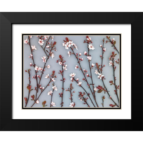 Twigs of Cherry plant Black Modern Wood Framed Art Print with Double Matting by Frank, Assaf