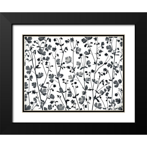 Columbine Aquilegia flowers Black Modern Wood Framed Art Print with Double Matting by Frank, Assaf