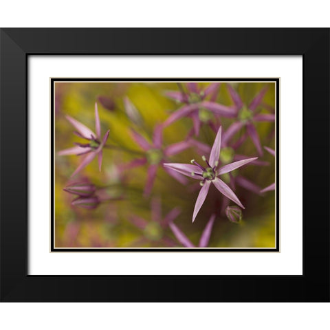 Purple allium flower-close-up Black Modern Wood Framed Art Print with Double Matting by Frank, Assaf