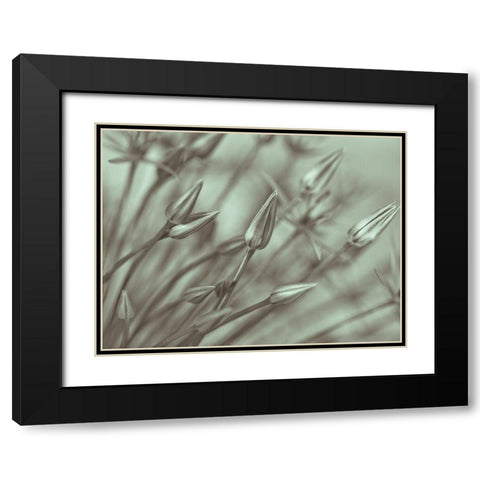 Allium flower-close-up Black Modern Wood Framed Art Print with Double Matting by Frank, Assaf