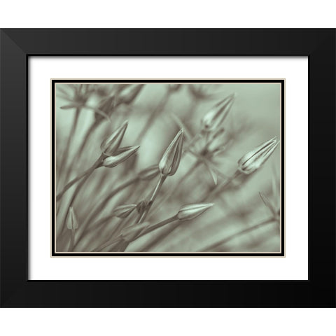Allium flower-close-up Black Modern Wood Framed Art Print with Double Matting by Frank, Assaf