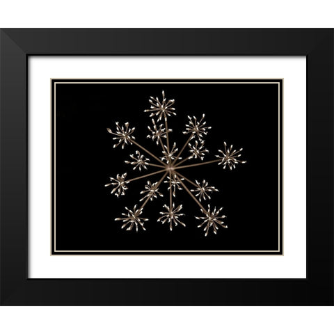 Cow parsley Black Modern Wood Framed Art Print with Double Matting by Frank, Assaf