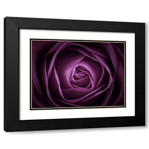 Close-up of purple rose, full frame Black Modern Wood Framed Art Print with Double Matting by Frank, Assaf