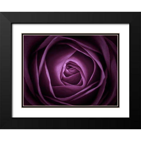 Close-up of purple rose, full frame Black Modern Wood Framed Art Print with Double Matting by Frank, Assaf