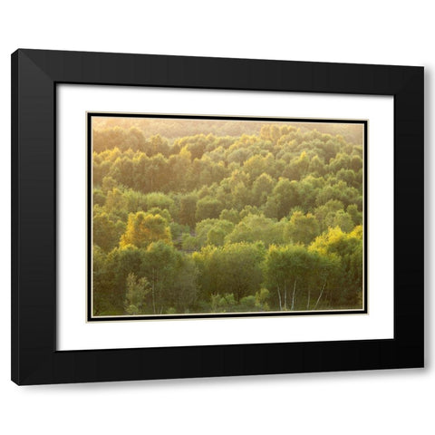 Tree tops at dusk Black Modern Wood Framed Art Print with Double Matting by Frank, Assaf