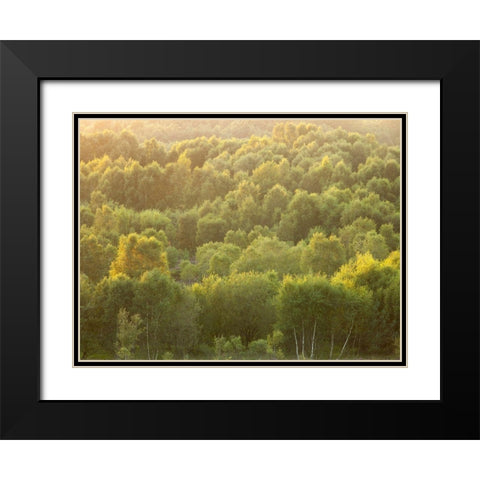 Tree tops at dusk Black Modern Wood Framed Art Print with Double Matting by Frank, Assaf