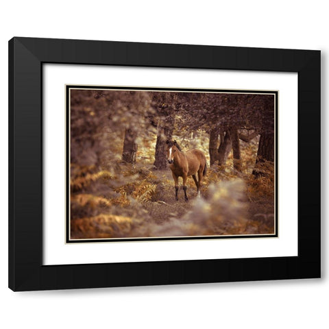 Wild Horse-New Forest Black Modern Wood Framed Art Print with Double Matting by Frank, Assaf