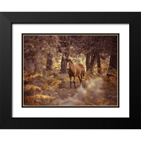 Wild Horse-New Forest Black Modern Wood Framed Art Print with Double Matting by Frank, Assaf