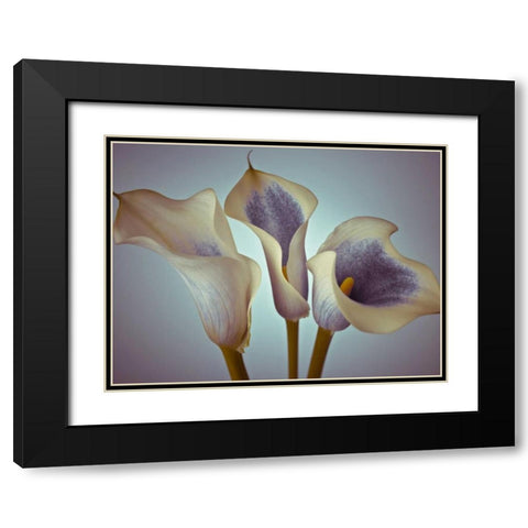Close-up of three white Calla Lilies, Studio Shot Black Modern Wood Framed Art Print with Double Matting by Frank, Assaf