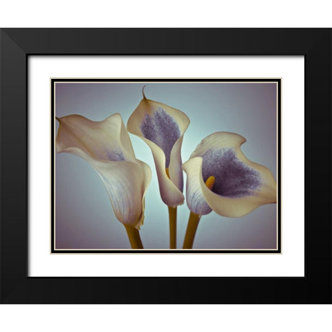 Close-up of three white Calla Lilies, Studio Shot Black Modern Wood Framed Art Print with Double Matting by Frank, Assaf