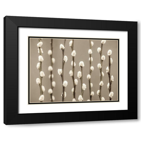 Pussy Willow twigs Black Modern Wood Framed Art Print with Double Matting by Frank, Assaf