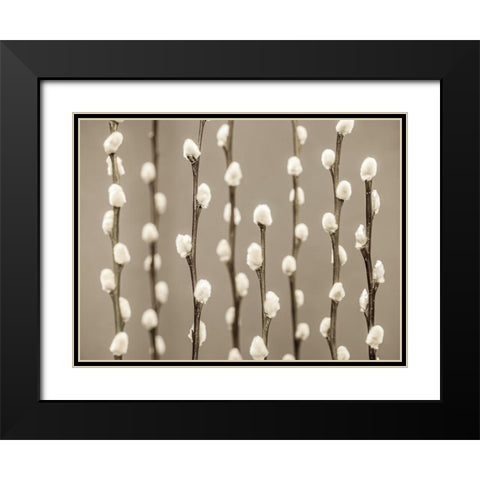 Pussy Willow twigs Black Modern Wood Framed Art Print with Double Matting by Frank, Assaf