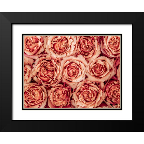 Background of roses Black Modern Wood Framed Art Print with Double Matting by Frank, Assaf