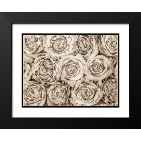 Background of roses Black Modern Wood Framed Art Print with Double Matting by Frank, Assaf