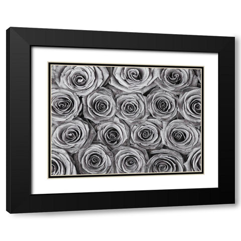 Background of roses Black Modern Wood Framed Art Print with Double Matting by Frank, Assaf