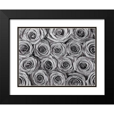 Background of roses Black Modern Wood Framed Art Print with Double Matting by Frank, Assaf