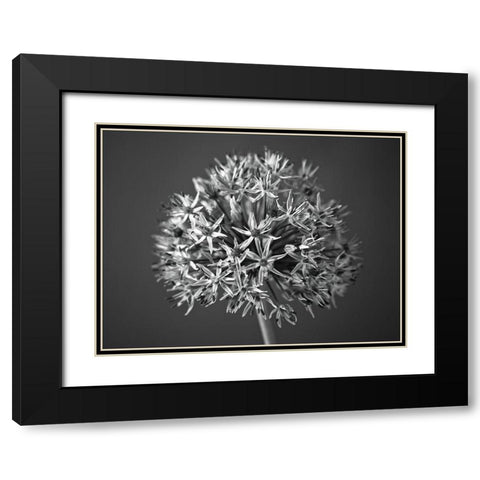 Allium flower Black Modern Wood Framed Art Print with Double Matting by Frank, Assaf