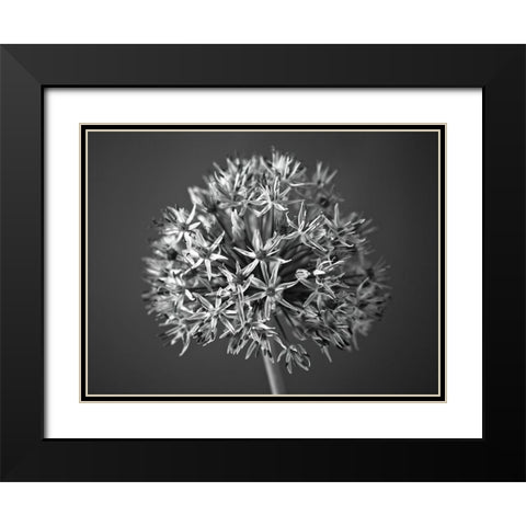 Allium flower Black Modern Wood Framed Art Print with Double Matting by Frank, Assaf