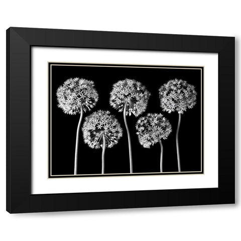 Allium flowers Black Modern Wood Framed Art Print with Double Matting by Frank, Assaf