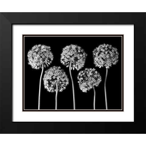 Allium flowers Black Modern Wood Framed Art Print with Double Matting by Frank, Assaf