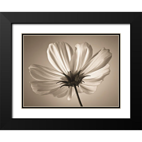 Cosmos flower Black Modern Wood Framed Art Print with Double Matting by Frank, Assaf