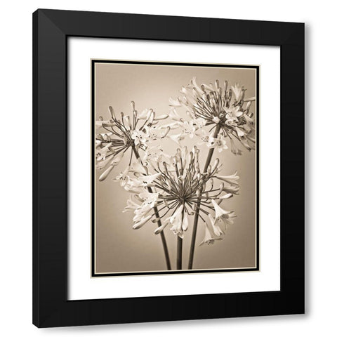 African Lilies Black Modern Wood Framed Art Print with Double Matting by Frank, Assaf