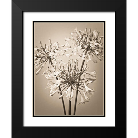 African Lilies Black Modern Wood Framed Art Print with Double Matting by Frank, Assaf