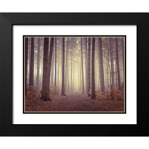 Misty trees Black Modern Wood Framed Art Print with Double Matting by Frank, Assaf