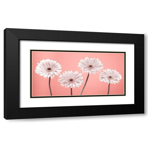 Four Gerberas, FTBR-1884 Black Modern Wood Framed Art Print with Double Matting by Frank, Assaf