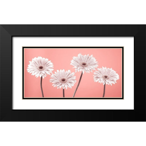 Four Gerberas, FTBR-1884 Black Modern Wood Framed Art Print with Double Matting by Frank, Assaf