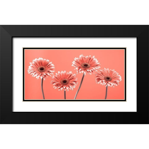 Four Gerberas - FTBR-1932 Black Modern Wood Framed Art Print with Double Matting by Frank, Assaf