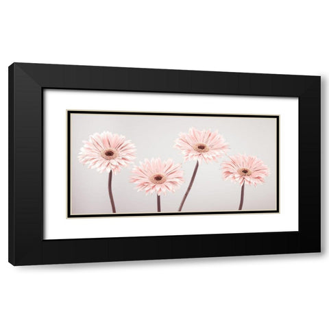 Four Gerberas, FTBR-1885 Black Modern Wood Framed Art Print with Double Matting by Frank, Assaf