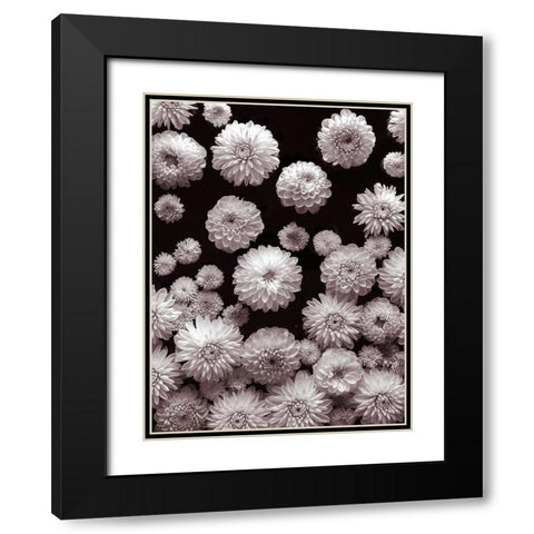 Dahlia Flowers-Full Frame Black Modern Wood Framed Art Print with Double Matting by Frank, Assaf