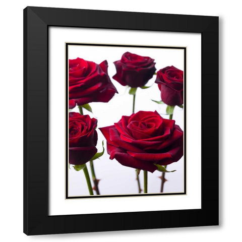 Full frame of fresh Dahlia flowers Black Modern Wood Framed Art Print with Double Matting by Frank, Assaf