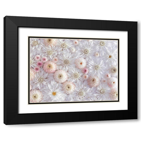 Dahlia flowers Black Modern Wood Framed Art Print with Double Matting by Frank, Assaf