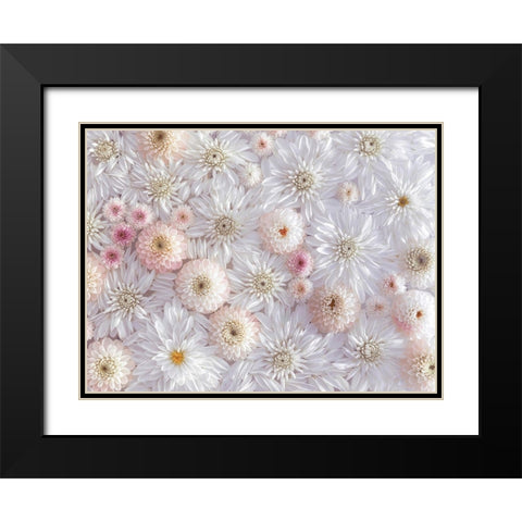 Dahlia flowers Black Modern Wood Framed Art Print with Double Matting by Frank, Assaf