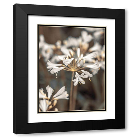 African Lilies Black Modern Wood Framed Art Print with Double Matting by Frank, Assaf